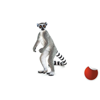 Lemur cola anillada