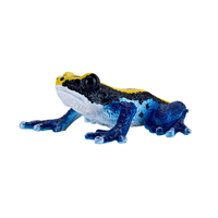 Rana dardo venenoso azul