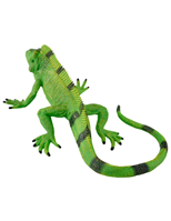 Iguana
