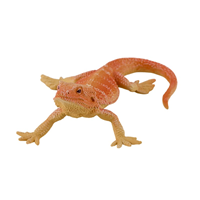 Dragon Barbudo