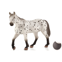 Semental Appaloosa